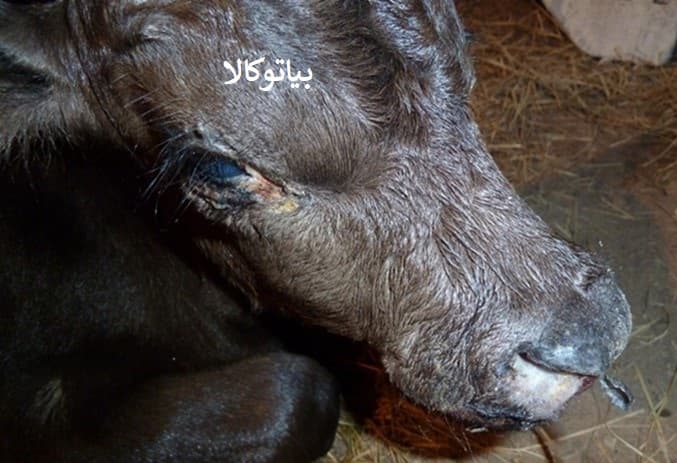 ریشه کنی مورچه ها